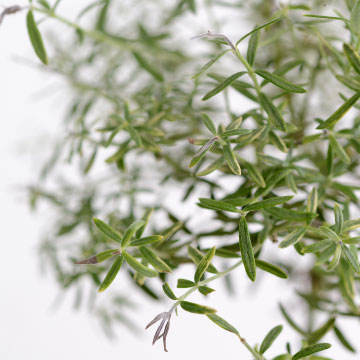 ティーツリー油